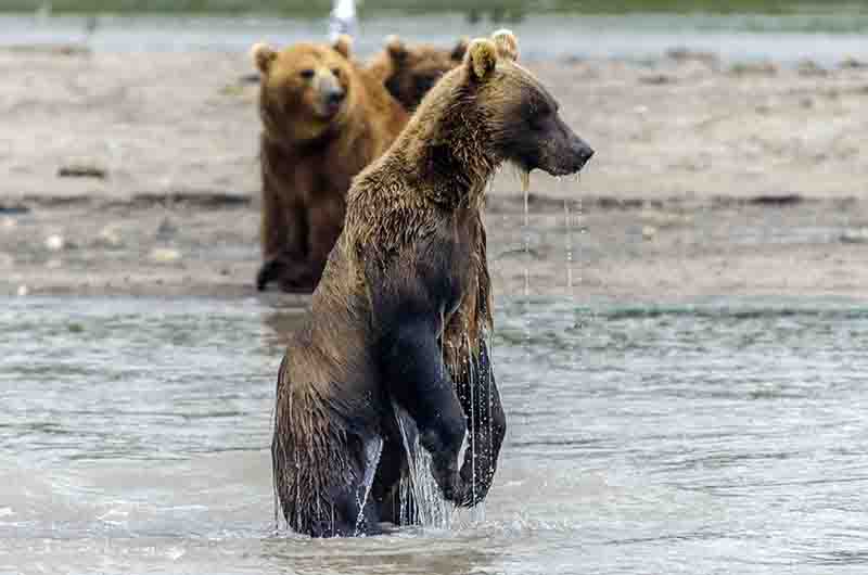 Oso Pardo - Kamchatka - Rusia 17.jpg